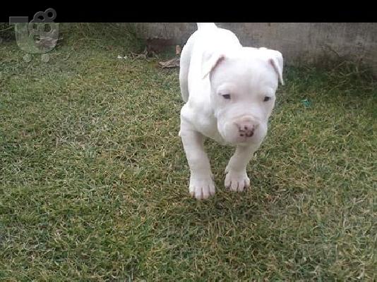 DOGO ARGENTINO